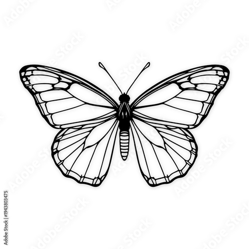  white and black butterfly desgine
