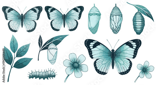 Detailed butterfly life cycle stages egg larva pupa adult insect with flowers