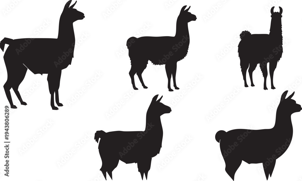 Fototapeta premium Five black llama silhouettes on white background animals