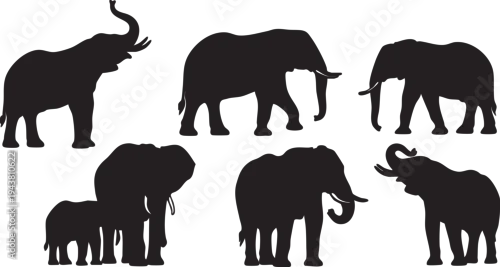 Obraz Silhouette of six elephants in various poses on white background elephant silhouettes black elephants