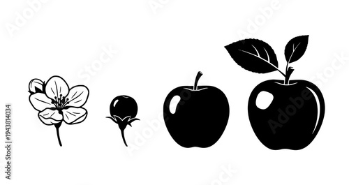 Apple fruit growth stages silhouette from blossom to ripe apple botanical vector illustration