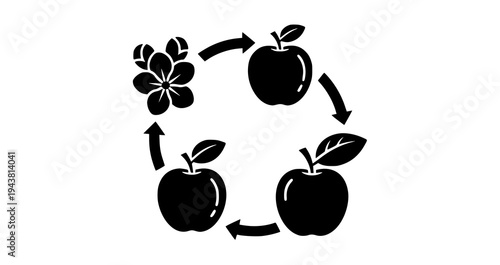 Apple life cycle silhouette infographic with blossom young fruit and ripe apple stages