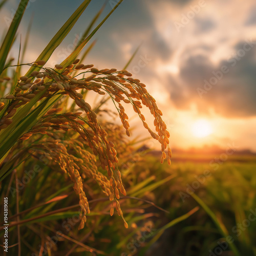 Ripe rice field at sunset time with sky background and sun rays. 