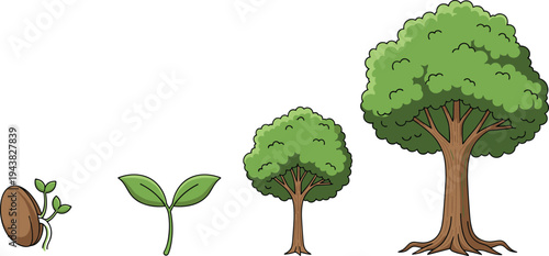 Tree growth stages illustration, seed germination to mature tree lifecycle cartoon vector isolated on white nature education concept