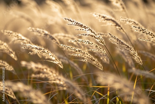 A field of tall grass with the sun setting in the background