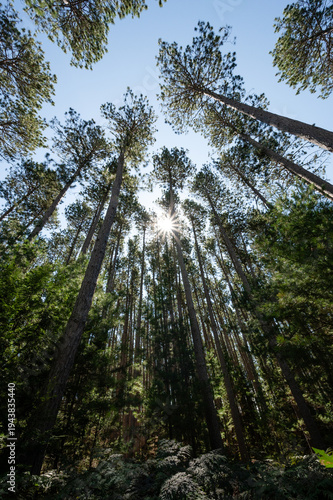 Wallpaper Mural Midwest rustic pine trees reaching to blue sky with sunburst Torontodigital.ca