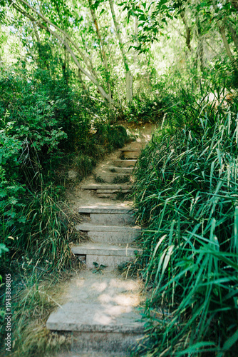 Фотография Forest hiking trail with rustic steps at Rifle Falls State Park.