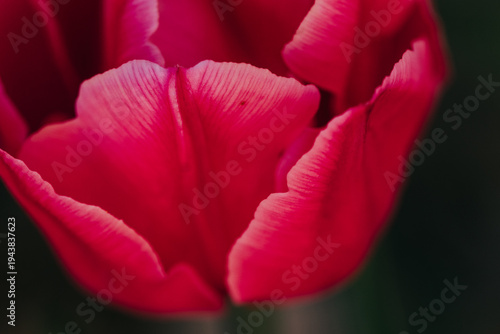 Close up of detailed pink tulip opening up on spring morning