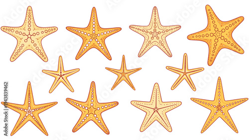 Detailed collection of starfish illustrations with various patterns, sizes, and textures in warm orange and yellow colors.