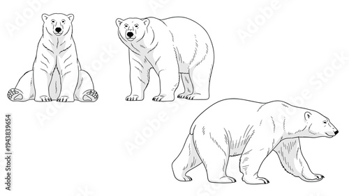 Realistic illustrations of polar bears in different stances including sitting, walking, and standing to highlight Arctic wildlife themes.