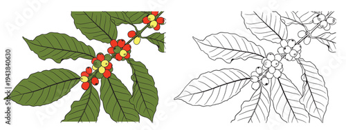 Coffee set graphic color isolated sketch illustration vector. Coffee beans in Hands. Art colorful design element