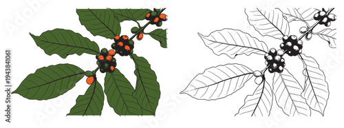 Coffee set graphic color isolated sketch illustration vector. Coffee beans in Hands. Art colorful design element