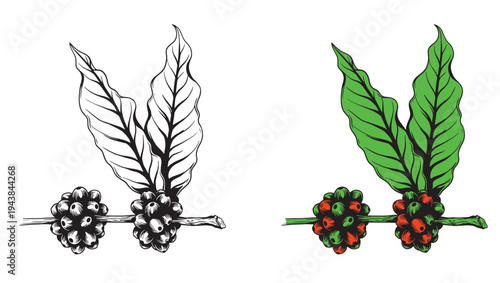 Coffee set graphic color isolated sketch illustration vector. Coffee beans in Hands. Art colorful design element