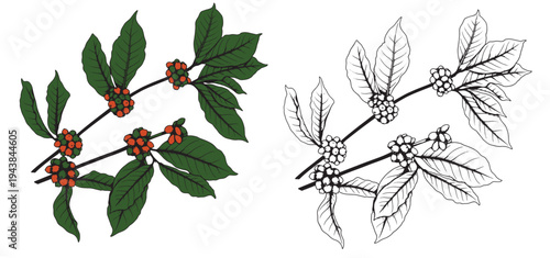 Coffee set graphic color isolated sketch illustration vector. Coffee beans in Hands. Art colorful design element