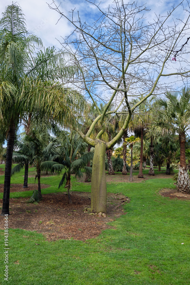 Obraz premium Palm and some other trees in a park standing over green grass under a cloudy sky in Spain