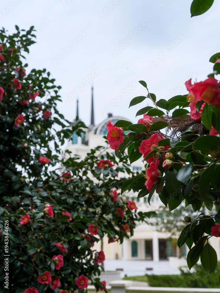 Obraz premium Vibrant Pink Camellia Flowers in Full Bloom. Close-Up Botanical Photography in a Luxury Resort Garden with Blurred Architecture.