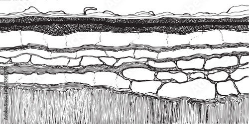 Black and white cross section of organic cellular structure