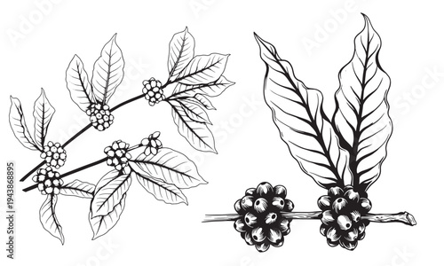 Coffee set graphic color isolated sketch illustration vector. Coffee beans in Hands. Art colorful design element