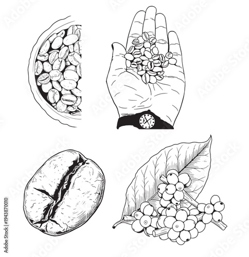 Coffee set graphic color isolated sketch illustration vector. Coffee beans in Hands. Art colorful design element