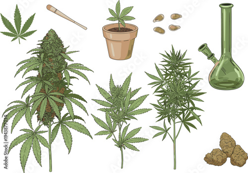 Cannabis plant growth stages with leaves, buds, seeds and bong illustration, marijuana cultivation and smoking accessories vector set