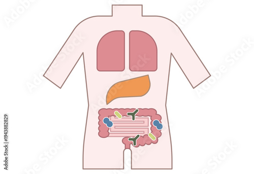 Human intestine with gut bacteria and healthy digestive system concept