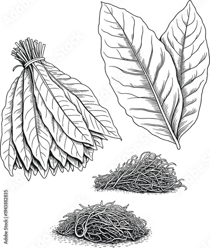 Tobacco leaves bundle and shredded tobacco engraving illustration set, vintage botanical smoking plant vector collection