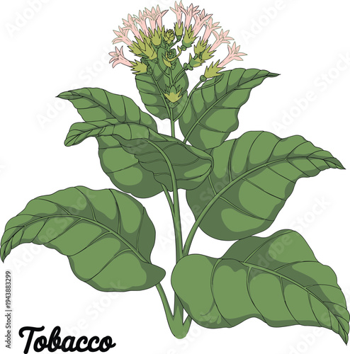 Tobacco plant botanical illustration with green leaves and flowers, agricultural nicotine crop vector isolated on white background