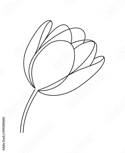 "Botanical Macro Bloom". Minimalistic one-line drawing elegant tulip flower head slightly tilted showing