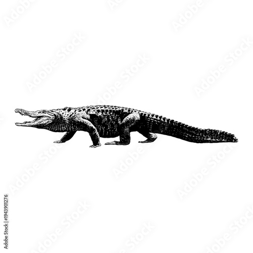 Hand-drawn vector illustration of an American alligator in side view, featuring textured scales and a vintage engraving style, isolated on a clean background for wildlife, nature, and zoological theme