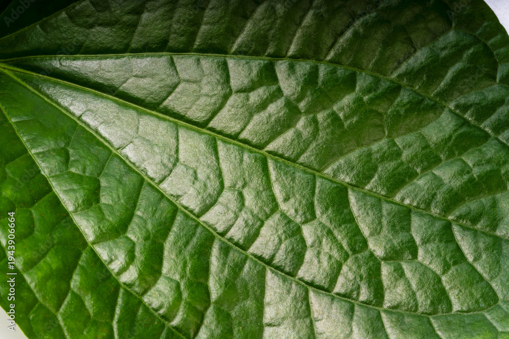 Fototapeta premium Close up green Piper sarmentosum leaf texture showing natural veins, fresh Wild Betel Leaf botanical foliage detail for nature, organic food and plant concept.