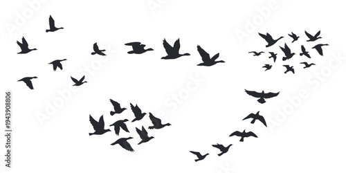 Flying bird flock silhouette vector