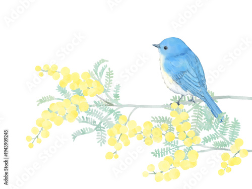美しい青い小鳥と満開の花咲くミモザの枝　水彩で描いた絵本風のイラスト