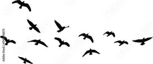 A flock of birds flying gracefully across a clear sky in formation
