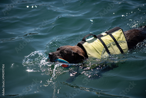 Dog swimming safety training. Dog swimming with lifejacket. Dog swimming outdoor activity. Dog swimming rescue concept.