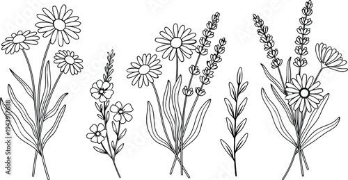Collection of delicate hand drawn floral elements daisies lavender and leaves on white background