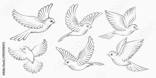 A collection of hand drawn birds in various flight poses