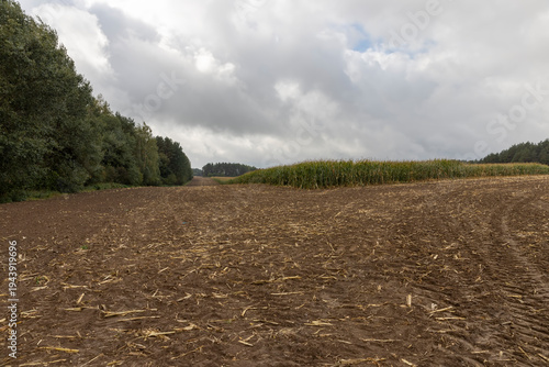 a corn field in cloudy cold autumn weather during harvest, an agricultural field with a corn crop that is harvested and after harvesting, the soil and pieces of corn are left