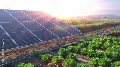 Modern solar panels installed in a field of fresh green lettuce and vegetables at sunrise, showcasing sustainable agriculture and renewable energy.
