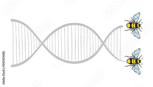 Bee DNA vector illustration with insect and double helix structure