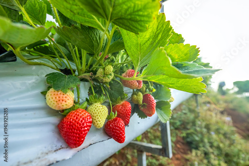 Fresh Ripe Strawberries Hanging On Vines In Sunny Garden, Da Lat, Lam Dong, V...