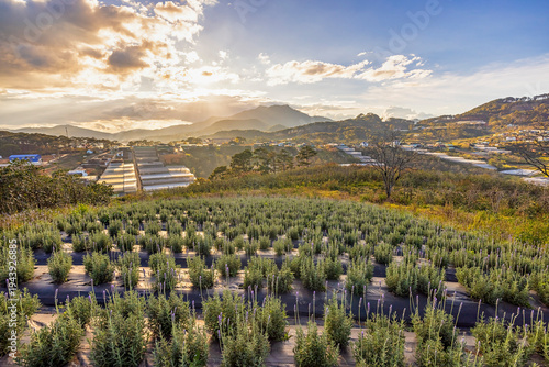 фотографія Lavender field, Lac Duong, Lam Dong, Vietnam