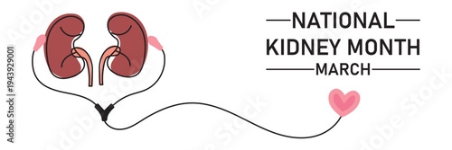 National Kidney Month banner. Human kidneys with stethoscope and heart.