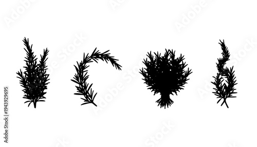 Fresh Rosemary Sprigs Vector