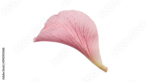 Pink flower petal with delicate veins isolated on transparent background