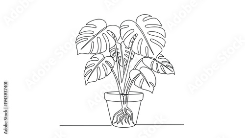 Artistic continuous line drawing of a monstera deliciosa plant in a glass pot showing stems and intricate root system.