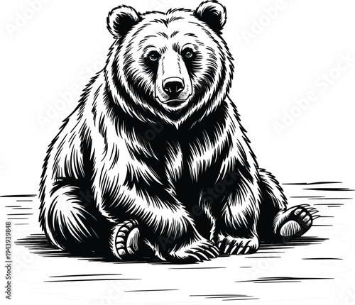 Hand drawn grizzly bear sitting on ground outline isolated on white background, wild animal vector