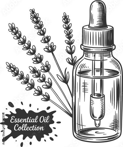 Hand drawn lavender essential oil glass dropper bottle with lavender sprigs isolated on white background
