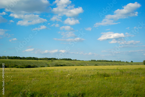 Grassland under blue sky with clouds in summer afternoon light