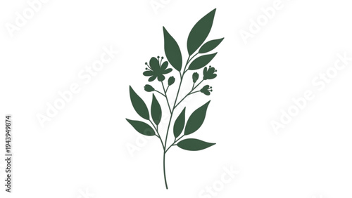 A delicate green plant with leaves and small flowers grows naturally outdoors