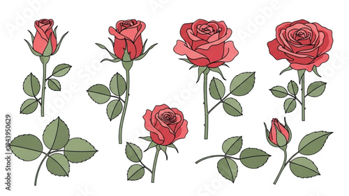 An illustration of red roses and leaves on white background